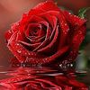 alloo_1