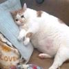 sad.blob.timez