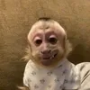 szxlyy
