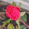 sharebear_1130
