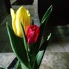 s.y.g.amorcito