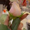 salma_kh90
