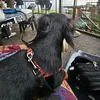 dachshundparent