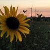 blueeyedtexassunflower