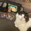 Pokecatdad