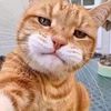 gatosorianero