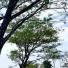 dewikartikasari270