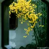 thmnguyn8574