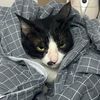 nathejudgycat