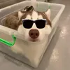 newyorkcanine