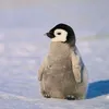 penguinpali