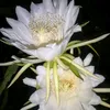 hieumeo_123