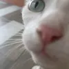 lamonchotmotgoithuoclao