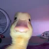 teleducks