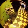 ferretlove313