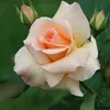 masumasarwari