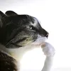 grizzfromdiscord