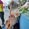 isha_shihtzu