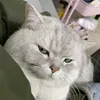 angersaurus08
