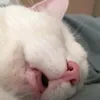 bylottieai