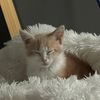 luke.cats