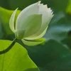 tran.phong355