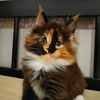 lilian20479