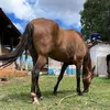 rsantana791