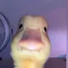thatoneduckx
