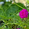 saad078053