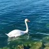 mahdiya_418