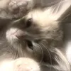 akkemi_09