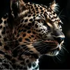shmarya_