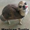 iliketurtle34