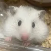 chanhanax