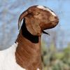copperheadgoat