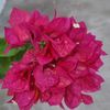 uttampantha