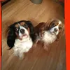 lucyanddaisycavaliers