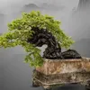 muoihongphongtra.art