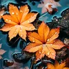 autumn90sx4