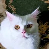 zza_liza
