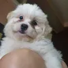 woof_w00ff