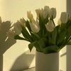whitetulips275