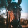 marie_poney_loup23