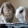 vero_nique13