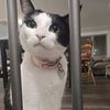 downbadforbibble