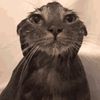 tacocat_cringe