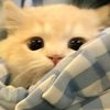 user123uppy