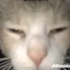 benjiuxd