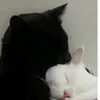 obsessedwithcats4life